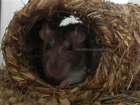 Моя крысавица Дуся