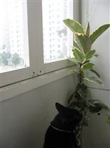 соседка подглядывает :)