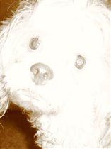 Ну как можно отказать во вкусьненьком,когда такой взгляд :)