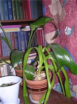 лук и лилия