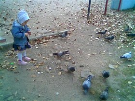 кормим голубей