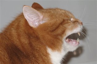 Берррррррррегись!