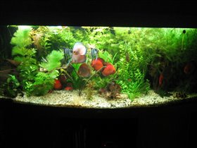Наш аквариум 450 литров
