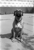 'Симба, голс!'