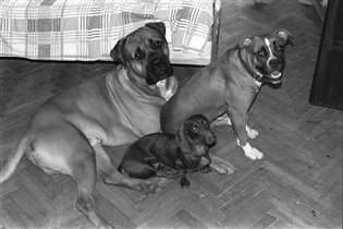 Чесная компания