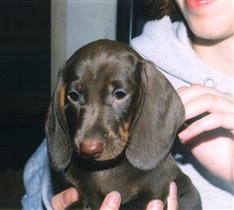 Вот на эту трогательную Мотину мордашку мы и купились -)