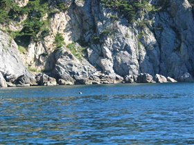 а здесь если присмотреться можно увидеть головешку нерпы!