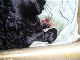 Дейзи только что родила своего первого и единственного щенка мужского пола 