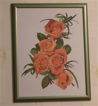 Розы Silver Lining