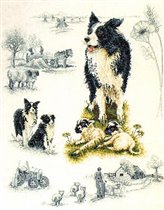 Border Collie Sampler