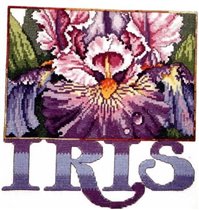 Magnificent Iris