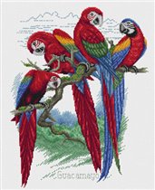 24-P Macaws