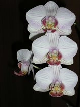 Phaleanopsis