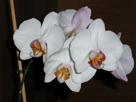 Phaleanopsis