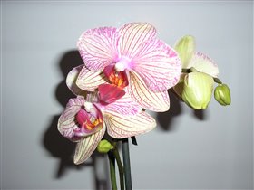 Phaleanopsis