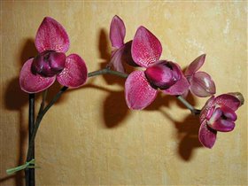 Phaleanopsis