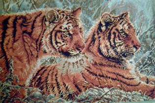 Сибирские тигры. Анкор