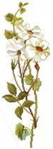 1 - Белая роза