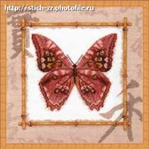 Морфо Амфитрион