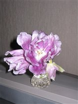 голландский тюльпан