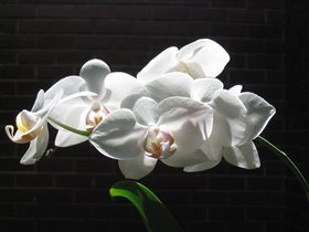 орхидея на даче