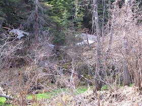 Снег в лесу