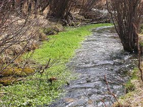 А это вид зелени поближе