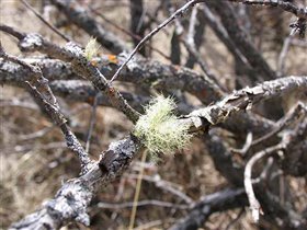 Кровожадный мох