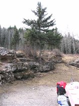 Елочка на камушке... греется... :)