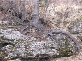 Корни на камушке поближе