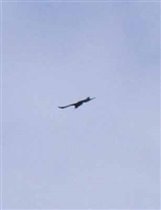 Орел в небе