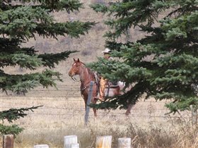 Вот один мужичок