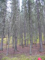 Мертвый лес