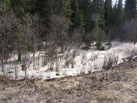 Снежное чудо