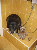 Ванная для собак
