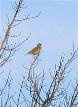 Остановка в зоне отдыха - птичка поет замечательно!!!!