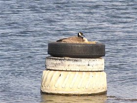 Гнездовье канадской гусыни луня