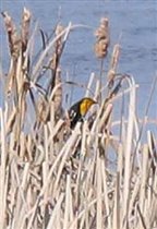 Птичка в траве