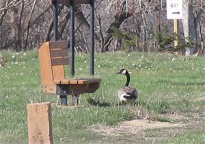 Гигантский гусь 