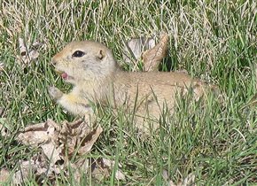 Все, почти съел!