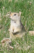 Суслик любопытный