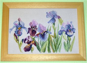 'Irises'  Lanarte 