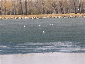 Чайки на льду