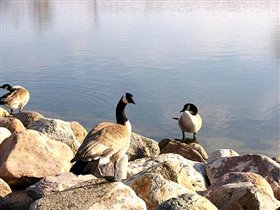 Вот и вся троица