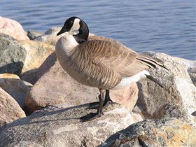 Лунь с другой стороны