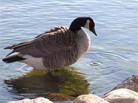 А вот и крупным планом.