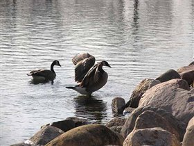 Уже у берега