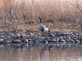 Крикун с того берега