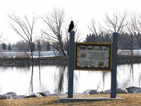 Место гнездования гусей