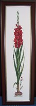 Red Gladioli from Thea Gouverneur 
